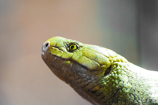 Portrait of a green gecko. Animal in close-up.
