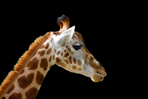 Portrait of a young giraffe against a black background. Animal posters.