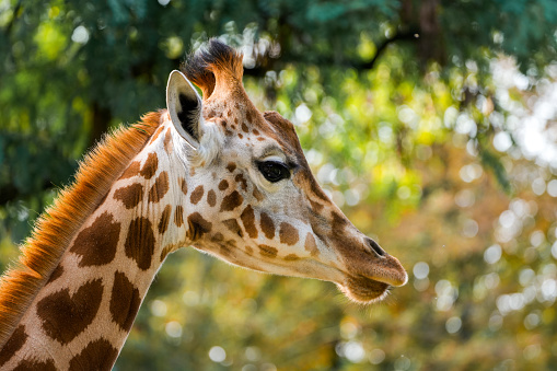 Portrait of a young giraffe against a green background. Animal posters.