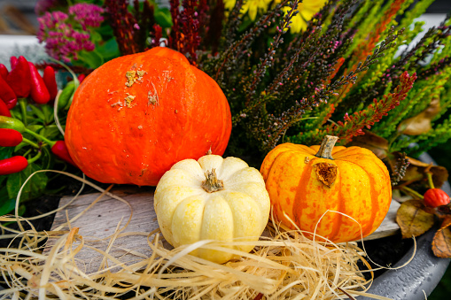 Directly above view of colorful pumpkins with autumn leaves on yellow background