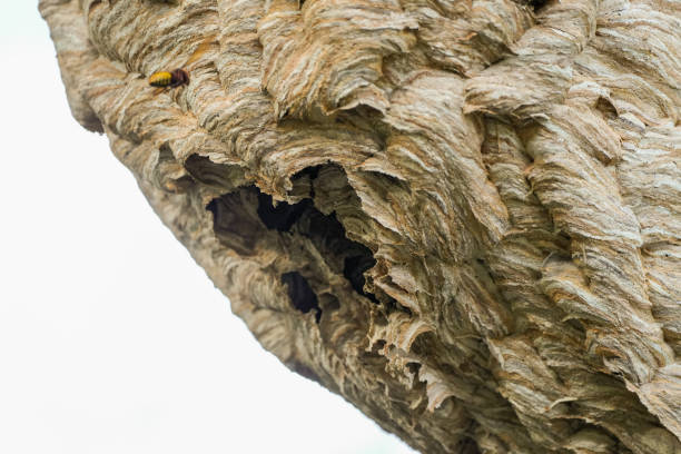 Close-up of a hornet's nest.