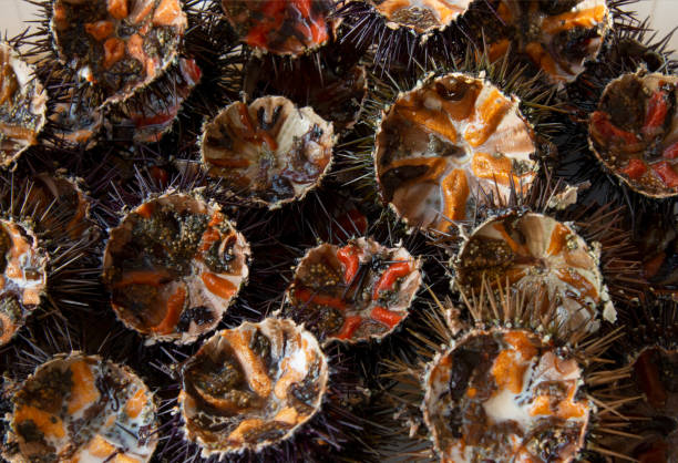 istock Opened sea urchins ready to be eaten 2114133252