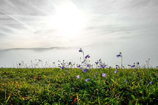 Landscape with fog in the Black Forest. Nature in the morning with flowers in the foreground.