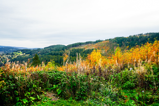 Autumn landscape in the Black Forest. Nature with forests and hills.