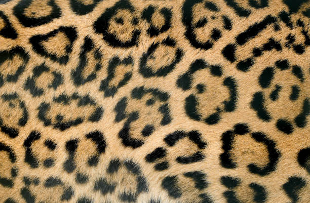 istock Leopard skin close-up. Brown black spotted fur. Background. 2114136391