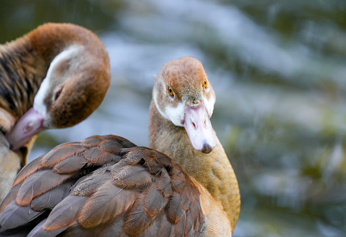 Egyptian geese on the shore of a lake. Birds in natural surroundings. Alopochen aegyptiaca.