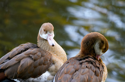 Egyptian geese on the shore of a lake. Birds in natural surroundings. Alopochen aegyptiaca.