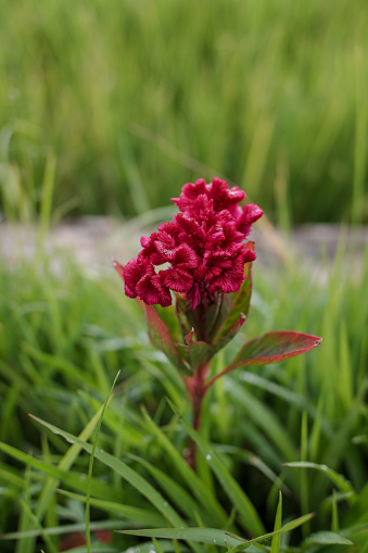 Red flowers of the Celosia cristata plant, with a natural background of rice fields.