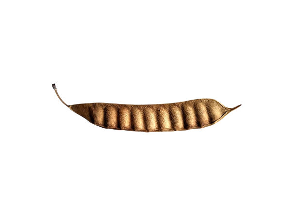 The Bark, Flower, Root and Seed of the Bauhinia acuminata is used for medicinal purpose