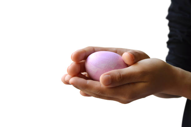 Cut out of one single pastel pink Easter egg held in both hands, hands holding it with care and affection love isolated over white colored background for Easter holidays celebration with ample copy space. Apt for Easter related backdrops, posters, wallpapers and greeting cards. recorte de un solo huevo de pascua rosa pastel sostenido con ambas manos, manos que lo sostienen con cuidado y cariño amor aislado sobre fondo transparente de color blanco para la celebración de las vacaciones de pascua con amplio espacio para copia
