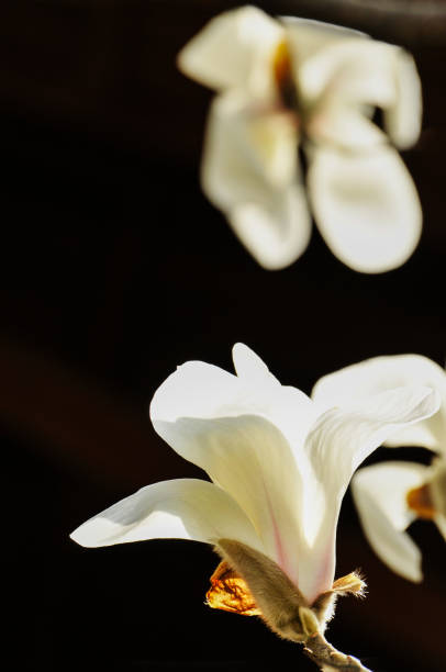 istock lovely magnolia blossom in springtime 2114174589