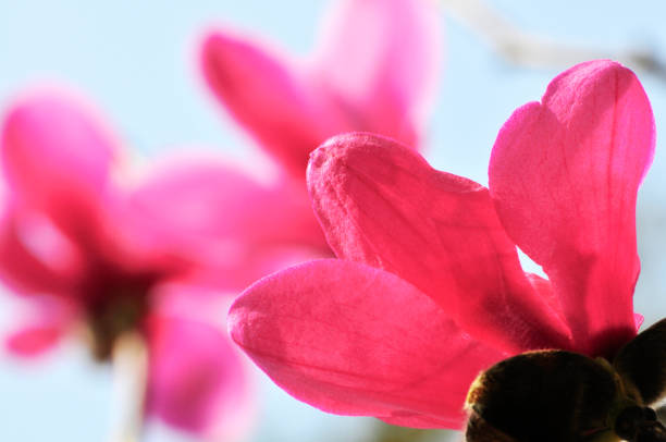 Pink Dogwood Blossom In The Spring