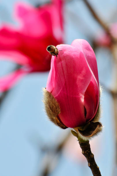 lovely magnolia blossom in springtime