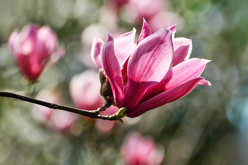 Flowers of Magnolia soulangeana against blue sky