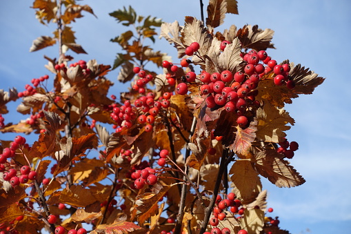 Bright red fruits and dry leaves on branches of Sorbus aria against the sky in October