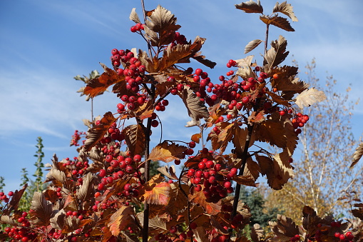 Dry brown leaves and ripe red fruits of Sorbus aria against blue sky in October