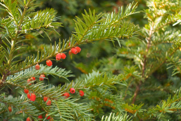 istock Branch of common yew with red seed cones in mid October 2114179864