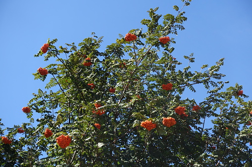 Clear blue sky and branches of Sorbus aucuparia with orange fruits in September