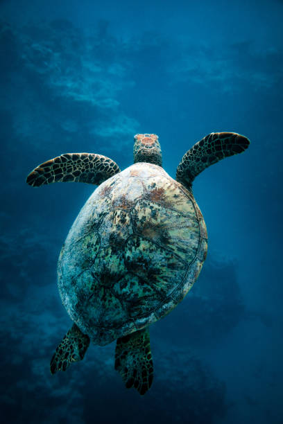 istock Green Sea Turtle swimming in deep blue tropical water 2114185672