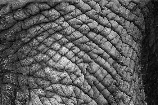 the pattern and texture of an elefant skin black and white