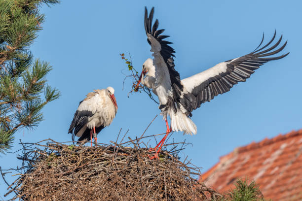 istock Couple of white storks in courtship display (ciconia ciconia) building their nest in spring 2114209682