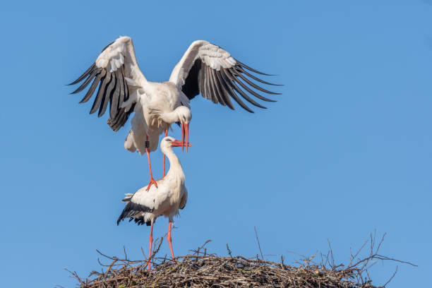 istock Mating white storks in courtship display (ciconia ciconia) on their nest in spring 2114209719
