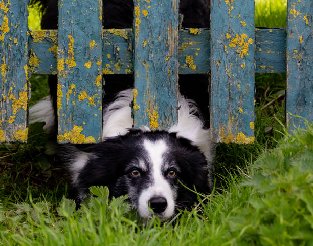 A curious Cumberland Sheepdog peeks over a blue fence