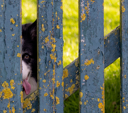 A curious Cumberland Sheepdog peeks over a blue fence