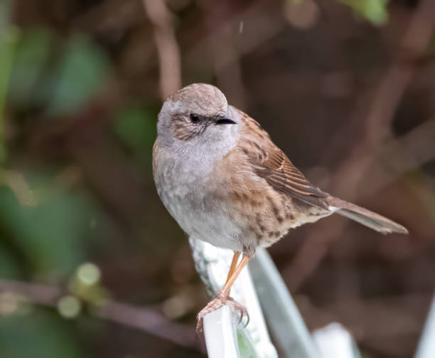 istock Wood Accentor (Prunella modularis) perched on a park bench 2114226181