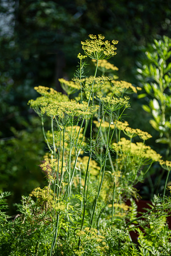 a magnificent and thriving dill plant (Anethum graveolens) in an outdoor setting. The vibrant, light green dill crowns stand out against a lush, dark green background, highlighting the botanical beauty of this herb.
