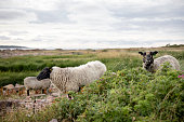 sheep peacefully grazing in a meadow by the sea