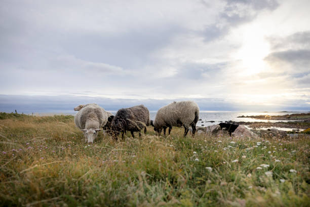 a tranquil scene of sheep peacefully grazing in a meadow by the sea during a beautiful sunset. The sky is painted with stunning hues, and the pastoral setting creates an idyllic coastal atmosphere.