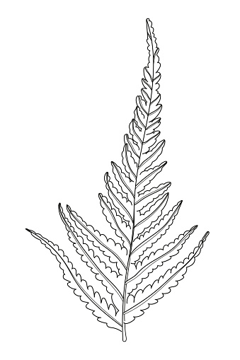 Vector illustration of a leaf