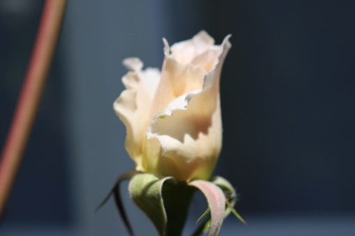 Single white rosebud close up in garden