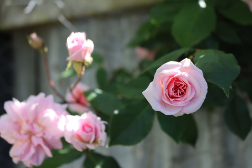 White Rose (Lichfield Angel)