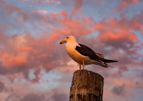 Seagull perching on a weathered post at sunset