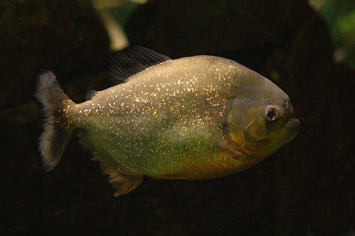 Red piranha (Pygocentrus nattereri), also known as the red-bellied piranha.