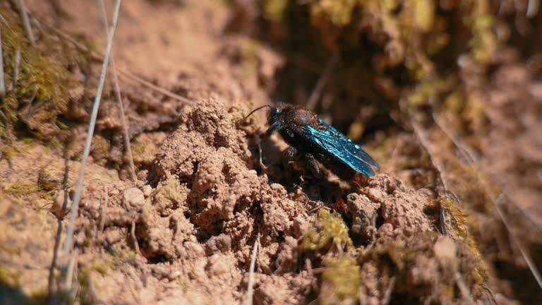 Vibrant blue insect on earthy terrain