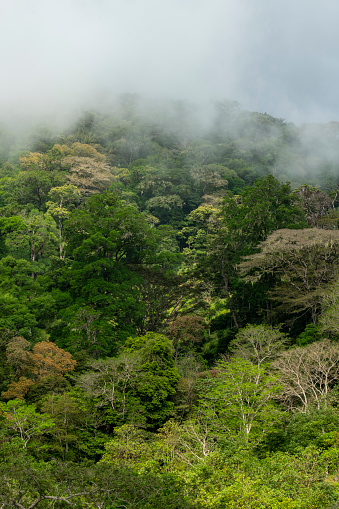 Cloudy Rainforest in the Chiriqui highlands, Panama, Central America - stock photo