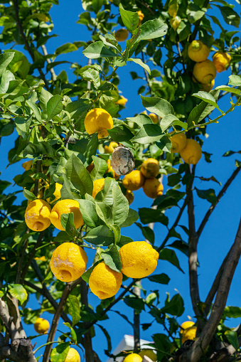 Ripe lemon fruits on lemon tree and blue sky at the background.