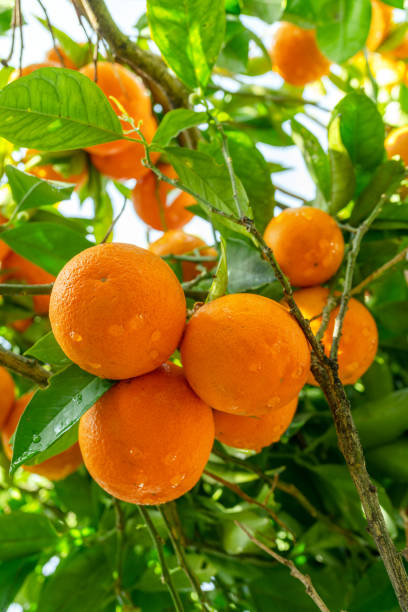 istock Ripe orange fruits on orange tree between lush foliage. View from below. 2114293899