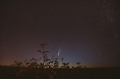 Comet Neowise C 2020 F3 In Night Starry Sky Above Flowering Buckwheat. summer Night Stars in purple, magenta colors.