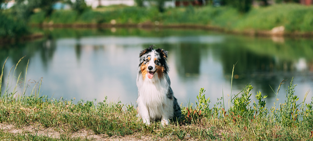 Funny Red And White Australian Shepherd Dog Sitting Near Lake. Aussie Is A Medium-sized Breed Of Dog That Was Developed On Ranches In The Western United States, During The 19th Century. Aussie Dog. Panorama. Panoramic Veiw. Summertime. Summertime Background.