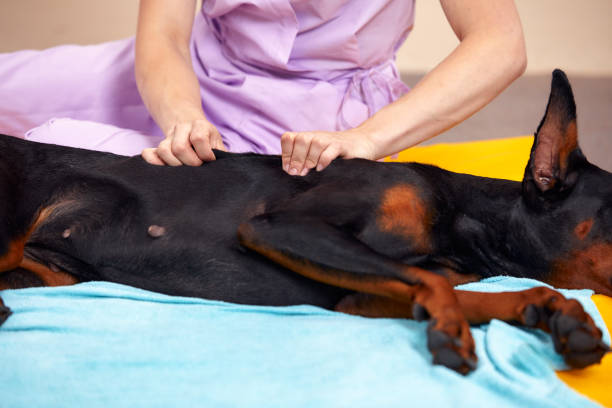 istock big dog lying on the floor and gets a massage on its thight 2114294979