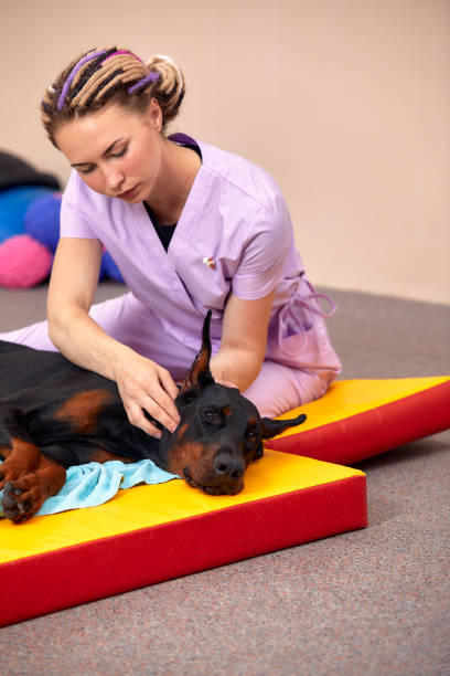 istock big dog lying on the floor and gets a massage on its thight 2114299148