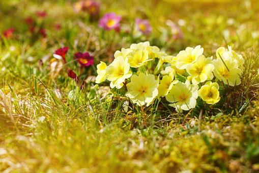 spring flowers, fresh flowers, outdoors