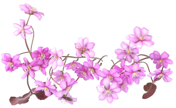 istock First spring flowers,  Anemone hepatica isolated on white background. 2114338333