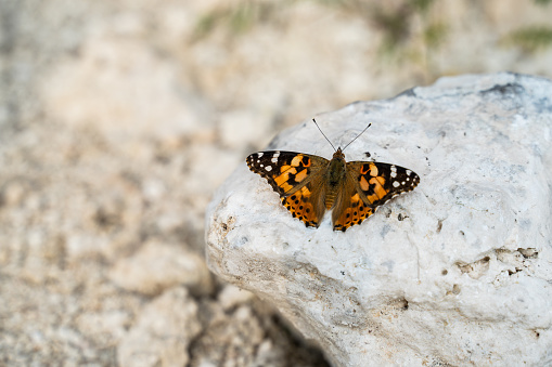a butterfly resting on a rock. We're starting to smell spring