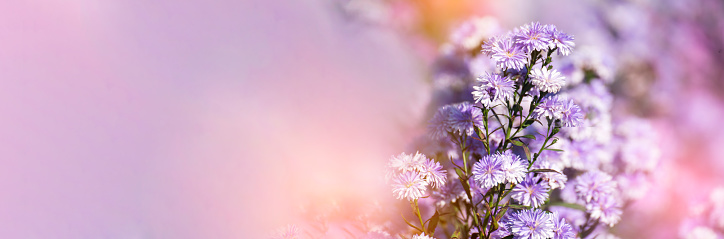 Banner Purple Pastel margaret flower floral blossom blurred background. Pastel violet romance bloom spring season. Magenta petals blossom in garden. Banner violet floral wildflower with copy space