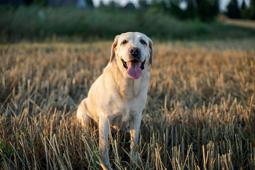 white (fawn) Labrador retriever sitting on a mown field at sunset in summer